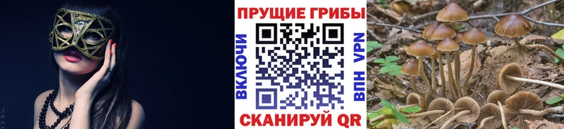 Купить закладки  Зеленокумск  Псилоцибиновые грибы Psilocybine cubensis 